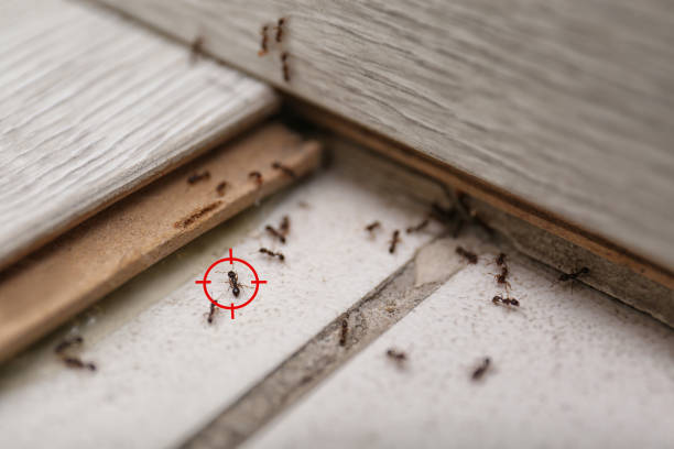 Best Commercial Pest Control Services  in Forest, VA