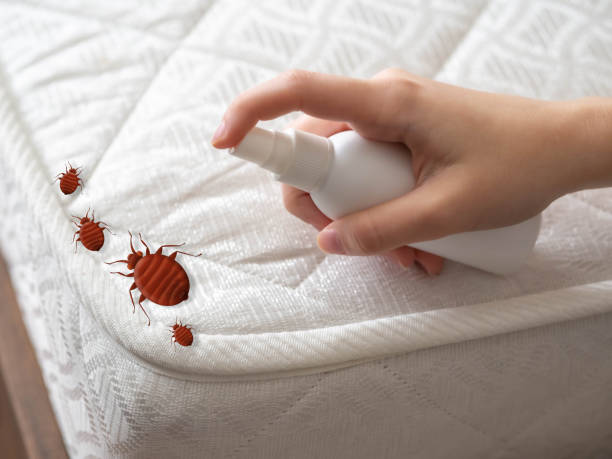 Reliable Forest, VA Pest Control Solutions